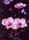 rose 4