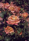 rose 2