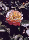 Yellow/Orange Roses #3