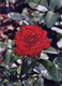 rose 3