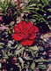 rose 4
