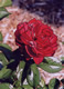 Red  Rose #3