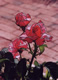 Pink Roses#3
