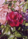 Burgundy Rose #5a