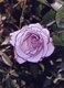 Lavender Rose #1