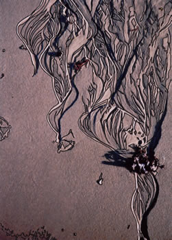 Laurence Harbor Sand Patterns