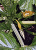 yellow squash