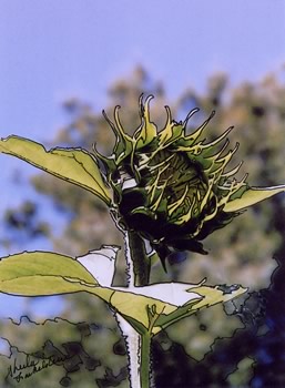 sunflower bud opening
