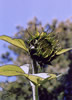 sunflower bud