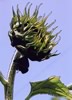 sunflower opening