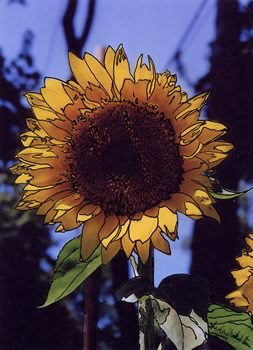 sunny sunflower