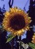 Open Sunflower