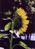 sunflower profile