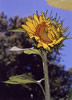 sunflower opening
