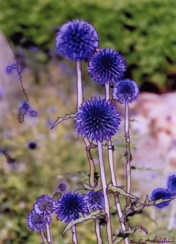 violet blue thistle flower
