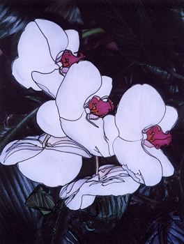 white orchids - pthalenopsis