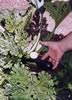 zucchini and hand